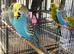 Exhibition budgie