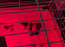 Jumbo coturnix quails chicks