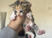 Calico kittens
