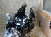 Mottled Brahmas