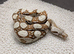 2026 baby boas - hypo motley, hypo, motley 66% het paradise/silverbullet