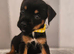 Parson russell x border terrier
