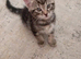 Kitten