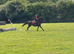 15h3 Standard bred Mare