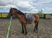 Lovely older mare for sale