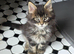 REDUCED XL full Maine coon kittens - Ready now