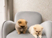 Only One Tiny White Girl Left &ndash; Looks Just Like Her Dad &ndash; Teddy Bear Face