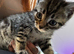 Stunning grey and beige tabby’s part Maine coon