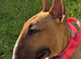 1yr old red bull terrier bitch