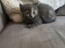 Persian cross kittens ready this Friday