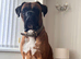 STUNNING KC REGISTERED STUD DOG AVAILABLE