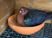 Pair of Archangel pigeons