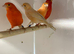 Breeding pairs of Red factors