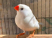 White zebra finch