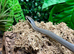 Summer Special Vietnamese Blue Beauty Rat Snake