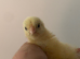 16 x La Bresse Gauloise Purebred chicks available