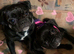 BEAUTIFUL FRUGS 2