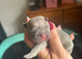 French Bulldog puppies