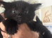 Beautiful fluffy kittens