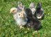 Brahma chicks