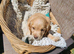 Sprocker Pups 3/4 Cocker/1/4 Springer from Registered Breeder
