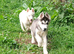 Siberain huskys