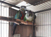 young yellow sided x crimson conure semi tame