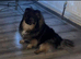 Pomeranian puppies KC registered