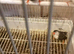 Zebra finch