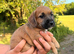 Jackapoo’s for sale