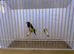 Gouldian Finch Cock Bird For Sale (OH, PB, GB)