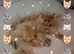 Maine Coon X Ragdoll