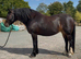 Beautiful bay chunky mare