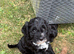 Three beautiful girl cockapoo puppy left