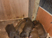 Chocolate, patterdale pups, ready in 4 weeks!