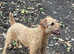 Lakeland terrier