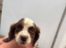 4 beautiful cocker puppys