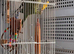 2 x Indian ring neck parrots