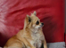 A handsome boy