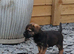 Stunning pure bred border terrier pups