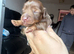 Miniature dachshunds