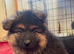 German shepherd puppies