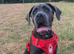 Cane corso cross presa canario
