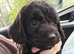 9 weeks old cockapoo looking for a new loving home