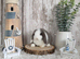 Purebred Mini Lop - Ready Now