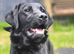 2 Year Old KC Registered Female Lab