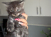 XL russian maine coon boy & girl ready to Go