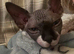 Sphynx
