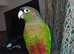 Conure