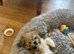 Puppy fir sale 9 weeks old
